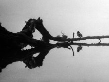 Reflections