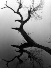 Reflections