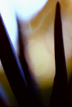 Abstract Portrait